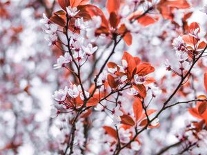 Preview wallpaper branches, flowers, white, leaves, tree, bloom