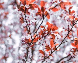 Preview wallpaper branches, flowers, white, leaves, tree, bloom