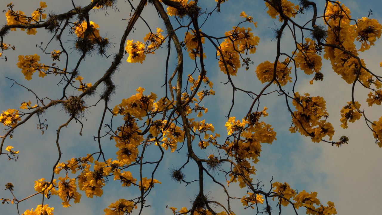 Wallpaper branches, flowers, yellow, tree, plan