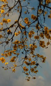 Preview wallpaper branches, flowers, yellow, tree, plan
