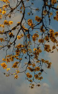 Preview wallpaper branches, flowers, yellow, tree, plan