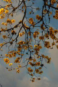 Preview wallpaper branches, flowers, yellow, tree, plan