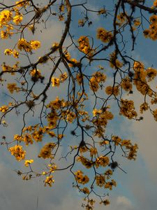 Preview wallpaper branches, flowers, yellow, tree, plan