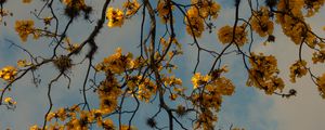 Preview wallpaper branches, flowers, yellow, tree, plan