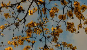 Preview wallpaper branches, flowers, yellow, tree, plan