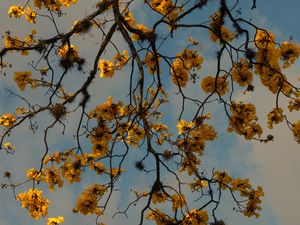 Preview wallpaper branches, flowers, yellow, tree, plan