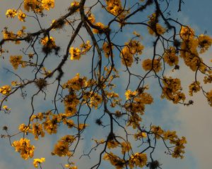 Preview wallpaper branches, flowers, yellow, tree, plan