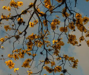 Preview wallpaper branches, flowers, yellow, tree, plan