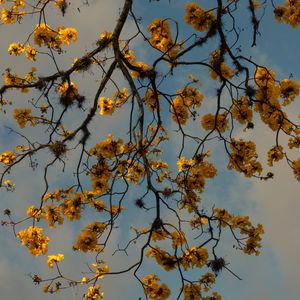 Preview wallpaper branches, flowers, yellow, tree, plan