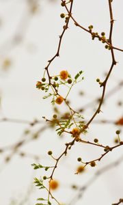 Preview wallpaper branches, flowers, yellow, plant, flowering