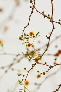 Preview wallpaper branches, flowers, yellow, plant, flowering