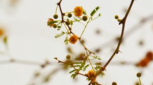 Preview wallpaper branches, flowers, yellow, plant, flowering