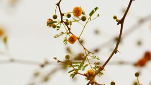 Preview wallpaper branches, flowers, yellow, plant, flowering