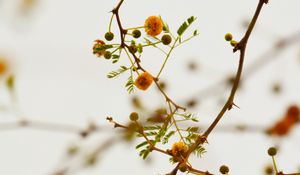 Preview wallpaper branches, flowers, yellow, plant, flowering