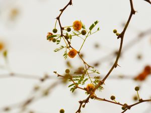 Preview wallpaper branches, flowers, yellow, plant, flowering