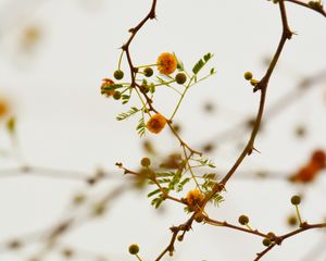 Preview wallpaper branches, flowers, yellow, plant, flowering