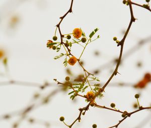 Preview wallpaper branches, flowers, yellow, plant, flowering