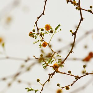 Preview wallpaper branches, flowers, yellow, plant, flowering
