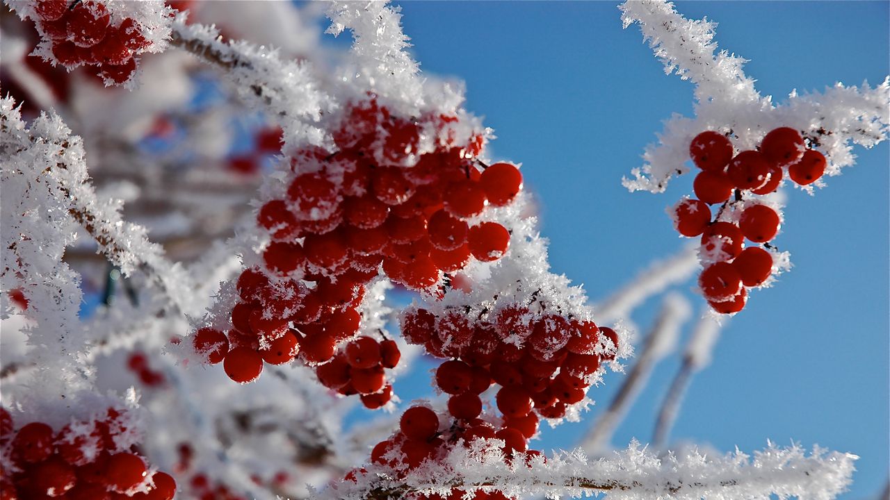 Wallpaper branches, frost, close-up, snow, berries