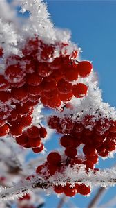 Preview wallpaper branches, frost, close-up, snow, berries