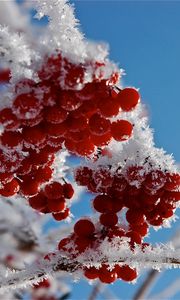 Preview wallpaper branches, frost, close-up, snow, berries