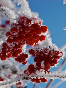 Preview wallpaper branches, frost, close-up, snow, berries