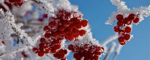 Preview wallpaper branches, frost, close-up, snow, berries