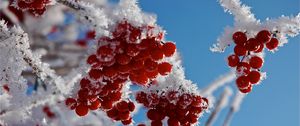 Preview wallpaper branches, frost, close-up, snow, berries