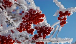 Preview wallpaper branches, frost, close-up, snow, berries