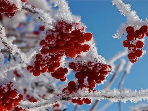 Preview wallpaper branches, frost, close-up, snow, berries