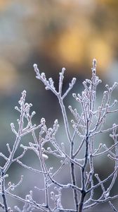 Preview wallpaper branches, frost, macro, plant