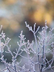 Preview wallpaper branches, frost, macro, plant