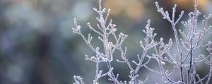 Preview wallpaper branches, frost, macro, plant