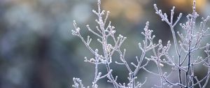 Preview wallpaper branches, frost, macro, plant