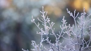 Preview wallpaper branches, frost, macro, plant