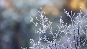 Preview wallpaper branches, frost, macro, plant