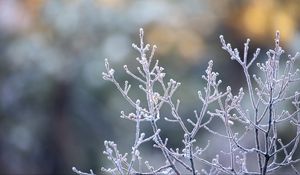 Preview wallpaper branches, frost, macro, plant
