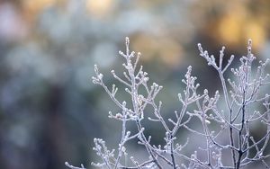 Preview wallpaper branches, frost, macro, plant