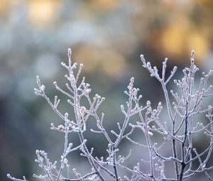 Preview wallpaper branches, frost, macro, plant