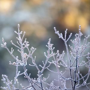 Preview wallpaper branches, frost, macro, plant