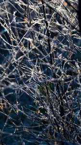 Preview wallpaper branches, frost, macro, light