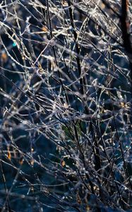 Preview wallpaper branches, frost, macro, light