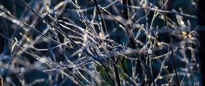 Preview wallpaper branches, frost, macro, light