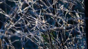 Preview wallpaper branches, frost, macro, light