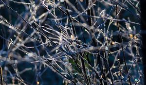 Preview wallpaper branches, frost, macro, light