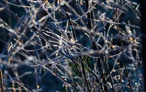 Preview wallpaper branches, frost, macro, light