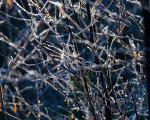 Preview wallpaper branches, frost, macro, light