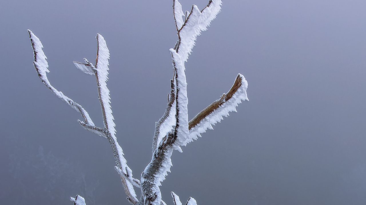 Wallpaper branches, frost, moss, winter, macro