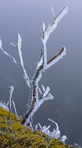 Preview wallpaper branches, frost, moss, winter, macro