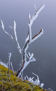 Preview wallpaper branches, frost, moss, winter, macro